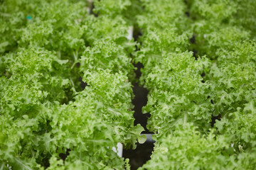 hydroponic vegetable farm system