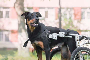 Happy big dog in wheelchair or cart walking in park
