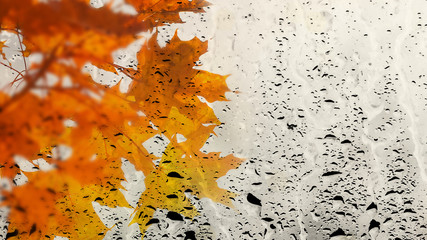 Multicolor maple leaves through the window glass filled with rain. Wet autumn foliage background....