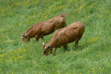 A couple of cows with the typical cowbells