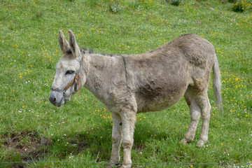 A gray donkey with bridles