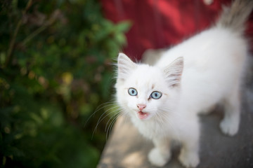 a small kitten whose beautiful eyes attract the attention of children © Михаил Гужов