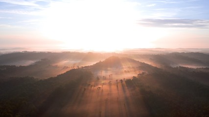 Aerial over french pine tree forest at sunrise