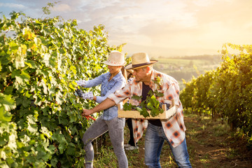 Man and woman harvesting in vineyard