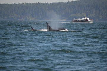 Fototapeta premium Orcas