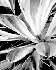 Black and white close-up of succulent leaves