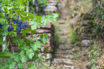 Rote Weintrauben auf Sandsteinterassen