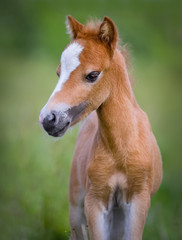 Naklejka na ściany i meble American Miniature Horse. Portrait chestnut foal with blaze facial mark.