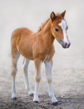 American Miniature Horse. Portrait chestnut foal with blaze facial mark.