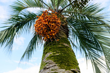 Bunch of dates on the palm tree