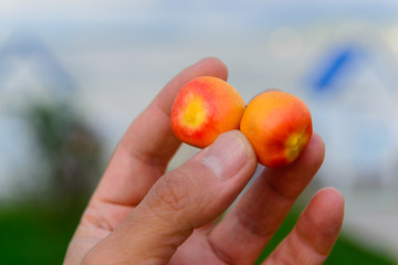 A cluster of queen palm fruits on the hand