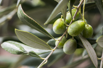 Green olives with olive leaves
