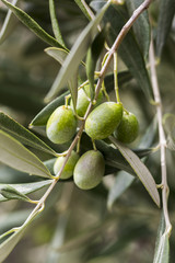 Olive leaves with taggiasca olives