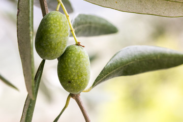 Macro Detail of green olives