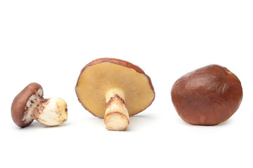 Suillus luteus mushrooms