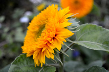 yellow flowers in garden