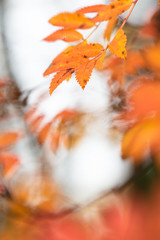 Rowan tree (Sorbus aucuparia) leaves in autumn colors.