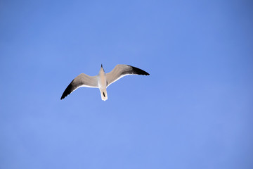 Obraz premium Seagull