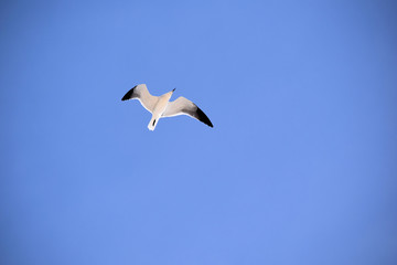 Seagull