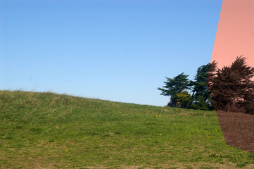Partly coloured field and tree