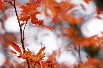 Rowan tree (Sorbus aucuparia) leaves in autumn colors.