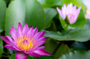 close-up photography ofpink water lily with green leaf as background,pink lotus