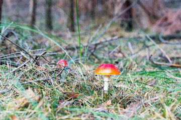 a lonely mushroom in the forest, autumn