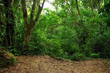 Tropical landscape on Isla Grande, Rosario Archipelago, Colombia, South America