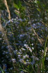 beautiful flowers