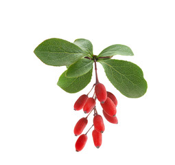 Branch of barberry