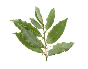 Fototapeta premium Branch of bay leaf