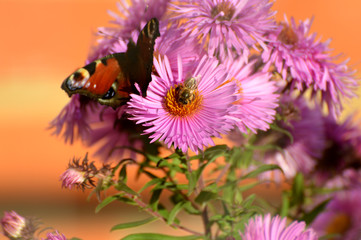 butterfly and bee on flower 