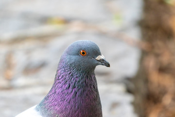 dove's head