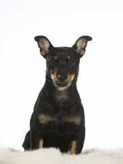 Puppy dog portrait. Image taken in a studio with white background. The dog breed is heeler.