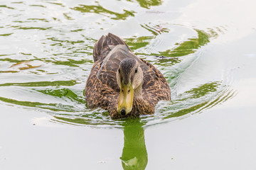 Swimming Duck