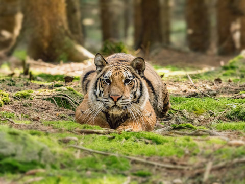 Tiger portrait. Hunt the prey in tajga in summer time. Tiger in wild summer nature. Action wildlife scene, danger animal.