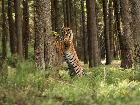 Fototapeta Tiger portrait. A big tiger climbs a tree in a forest. Hunt the prey in tajga in summer time. Tiger in wild summer nature. Action wildlife scene, danger animal.