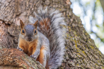 Squirrel