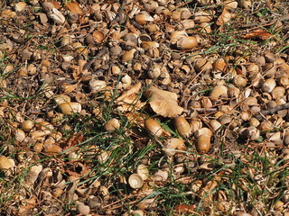 Eicheln im Gras 