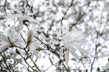 Blossoming magnolias in spring for inspiration and gift.