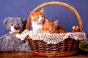 Fototapeta na wymiar Nice maine coon kittens in basket by toy bear in retro style. Toned.