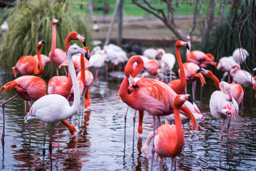 A colony or flamboyance of flamingos in a pond
