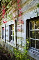 building with windows and leaves, windows,fall leaves, old structure,old home,aging home