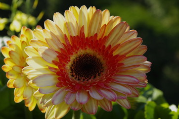 gerbera's flower in sun