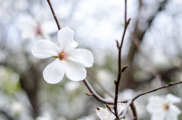 Blossoming magnolias in spring for inspiration and gift.