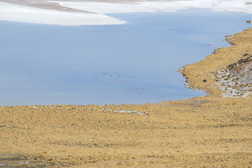 Flamingos en Gato Andino