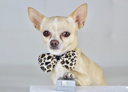 Chihuahua pajarita