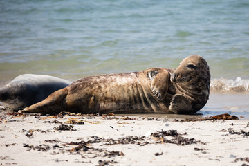 Grey seal sunbathing on the beach