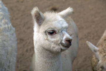 Lama Baby