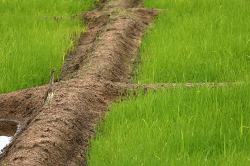 Paddyreiher im Reisfeld
